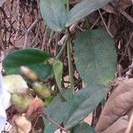 Thunbergia grandiflora पत्ता