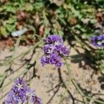 Limonium sinuatumFiore