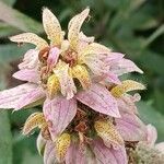 Monarda punctata Fiore