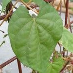 Ipomoea hederifolia Blatt