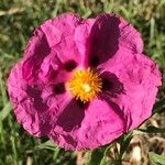 Cistus x purpureus Virág