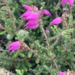 Erica ciliaris Fiore