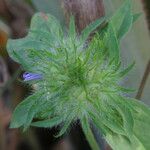 Jacquemontia tamnifolia Fleur