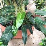 Philodendron davidsonii Folha