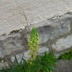 Reseda lutea Flower