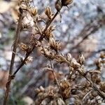 Artemisia campestris Frucht