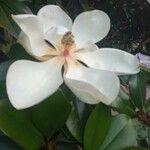 Magnolia virginiana Λουλούδι