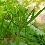 Plantago afra 整株植物