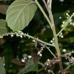 Cupania rufescens Other