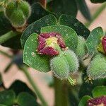 Euphorbia characias Floare