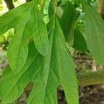 Sassafras albidum পাতা