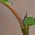 Salix hastata Bark