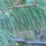 Pinus patula Leaf