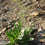 Cynoglossum lanceolatum Leaf