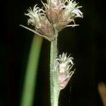 Fuirena pubescens Other