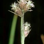 Fuirena pubescens Altres