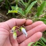 Solanum carolinense Blomst