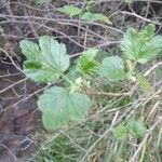 Ribes magellanicum Hoja
