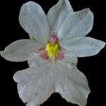 Miltoniopsis warszewiczii Flower