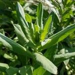 Verbascum thapsus Blad