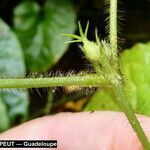 Vigna vexillata Folha