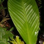 Hylaeanthe unilateralis Hoja