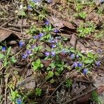 Collinsia parviflora Kvet