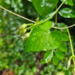 Ipomoea cordatotriloba Leaf