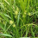 Carex grayi Folha