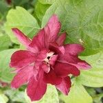 Calycanthus floridus Blomst