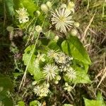 Clematis vitalbaFlower