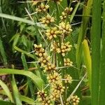 Lomandra longifolia Flor
