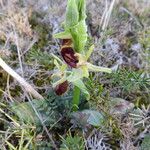 Ophrys arachnitiformis മറ്റ്