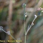 Bupleurum tenuissimum অন্যান্য