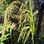 Setaria palmifolia Folio