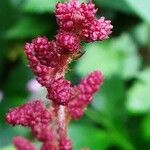 Astilbe japonica Lorea