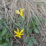 Sternbergia colchiciflora