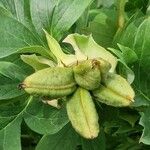 Paeonia mascula ഫലം