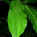 Costus pulverulentus Feuille