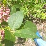 Apios americana Folla