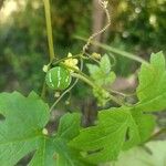 Diplocyclos palmatus Fruit