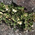 Asarina procumbens Habitat