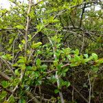 Cotoneaster adpressus Blatt