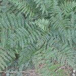 Dryopteris dilatata Лист