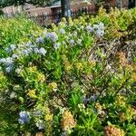 Ceanothus thyrsiflorus Eschw.Blüte