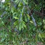 Morella cerifera Hoja