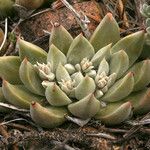 Dudleya abramsii Характер