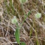 Crepis kotschyana Habitat