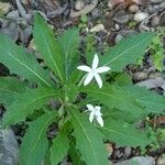 Hippobroma longiflora Hábito