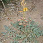 Hoffmannseggia glauca Habit